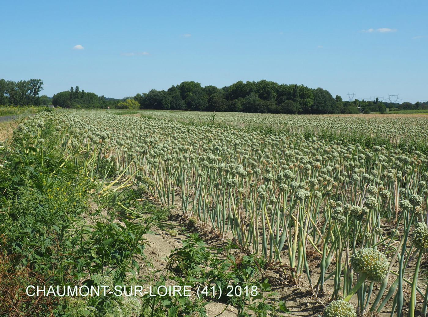 Onion, Cultivated plant